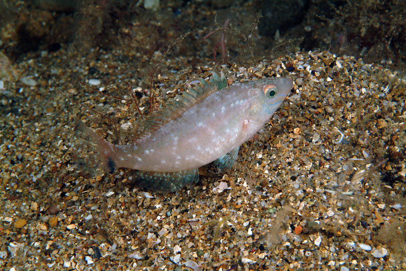 Symphodus cinereus (Bonnaterre, 1788)